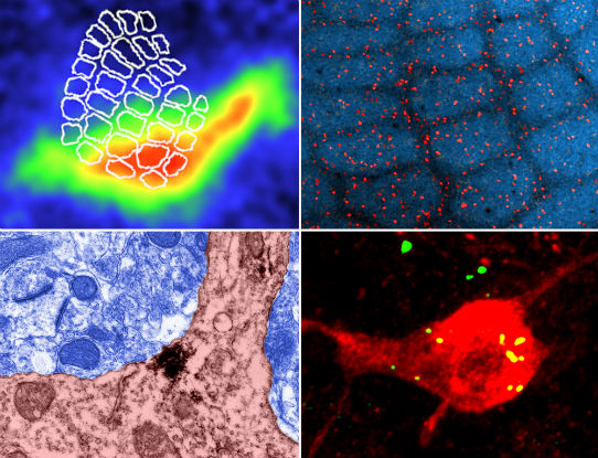 JNSci Cover Plate Borwn et al, 2012